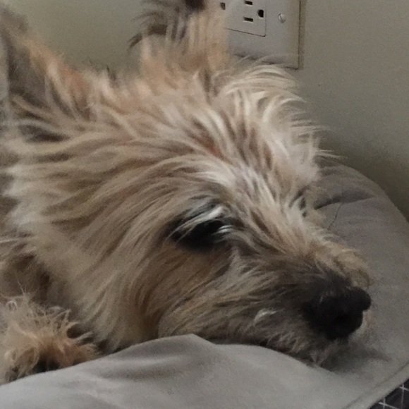 Meet your Posher, Tillie - Picture 1 of 1